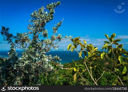 Flora Tree With Seascape View