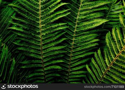 Floral background. Dark green fern foliage close-up. Image for lifestyle blog, social media or interior. Horizontal. Dark mood style.