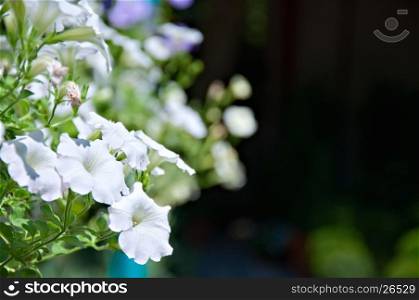 Floral Background - flowers of a surfinia of white color