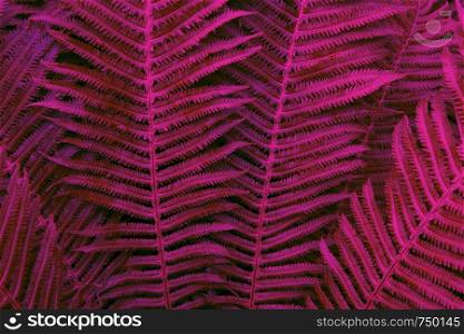 Floral background. Glowing fern in neon trendy colors Proton Purple and Plastic Pink. For lifestyle blog, social media. Horizontal. Dark mood style.