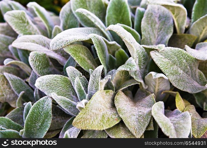 Floral background, green ground cover of fluffy leaves of plants. Herb Lambs ear. A beautiful perennial herbaceous plant with moody leaves. Floral background, green ground cover of fluffy leaves of plants