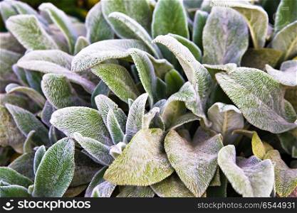 Floral background, green ground cover of fluffy leaves of plants. Herb Lambs ear. A beautiful perennial herbaceous plant with moody leaves. Floral background, green ground cover of fluffy leaves of plants