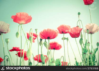 Floral background in vintage style for greeting card. Wild poppy flowers on summer meadow