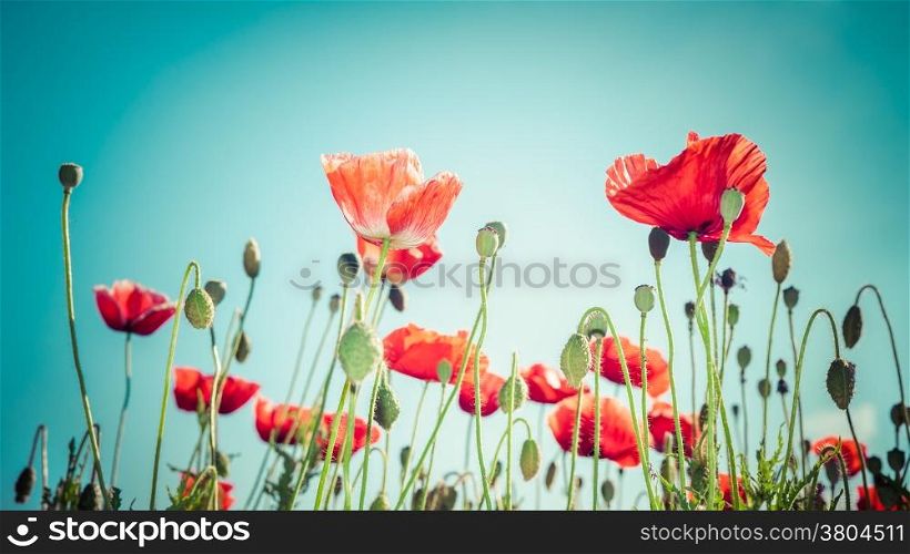 Floral background in vintage style for greeting card. Wild poppy flowers on summer meadow
