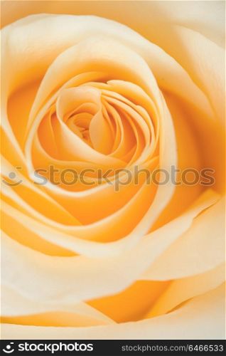 floral background. macro shot of beautiful apricotcolor rose flower