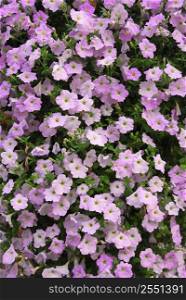 Floral background of blooming pink petunia flowers