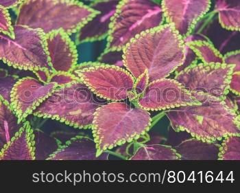 floral background of Coleus (Vintage filter effect used)