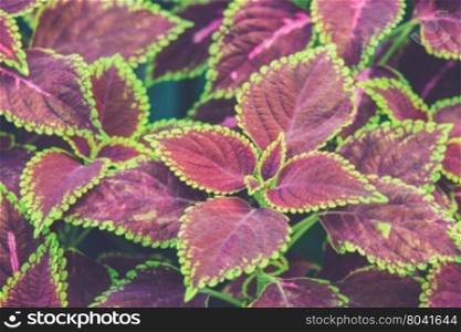 floral background of Coleus (Vintage filter effect used)