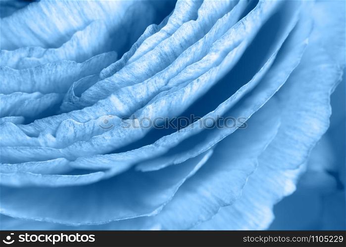 Floral background. Ranunculus in trendy color Classic Blue. Macro. Closeup. For colorful greeting card, lifestyle blog, social media, palette. Horizontal. Concept color of the year 2020.