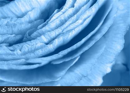 Floral background. Ranunculus in trendy color Classic Blue. Macro. Closeup. For colorful greeting card, lifestyle blog, social media, palette. Horizontal. Concept color of the year 2020.
