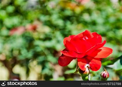 Floral background - Red rose europeana, against greens.