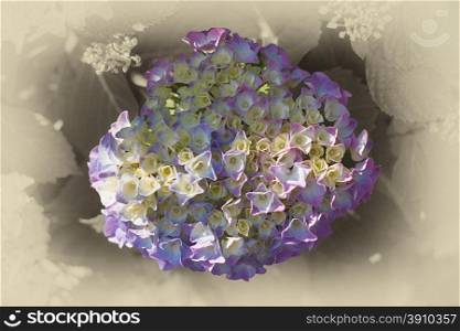 Floral background suitable for a greeting card. Floral background suitable for a greeting card with a central fresh delicate blue hydrangea with a white vignette border with blur effect viewed from overhead
