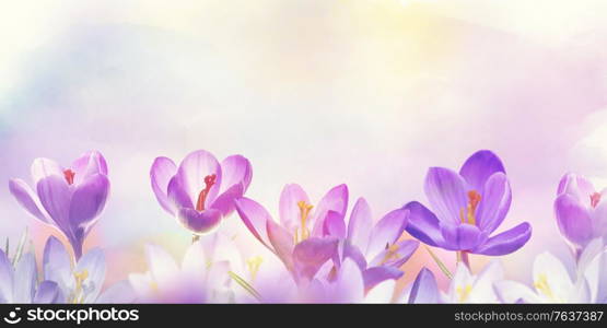 Floral background with Crocus Spring Flowers