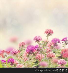Floral Background with Geranium Flowers