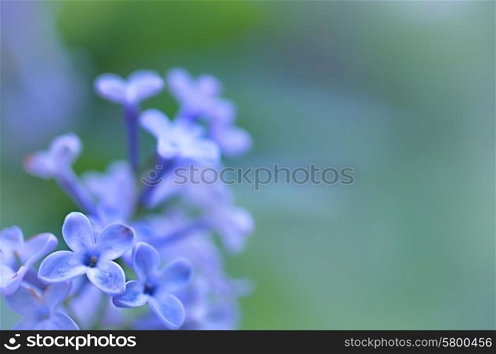 Floral background with lilac flowers close up