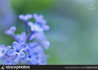 Floral background with lilac flowers close up