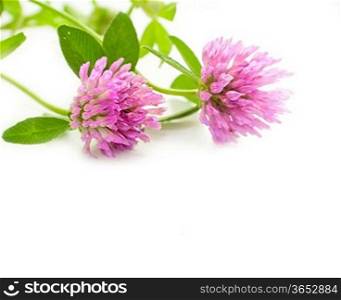 floral background with pink clover