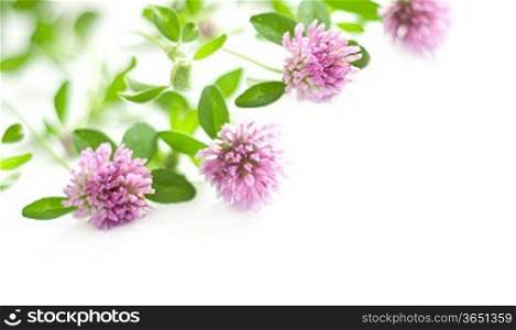 floral background with pink clover on white background
