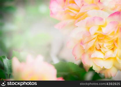 Floral background with roses, outdoor
