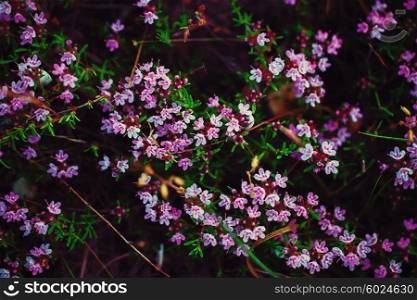 Floral background with small pink flowers close-up