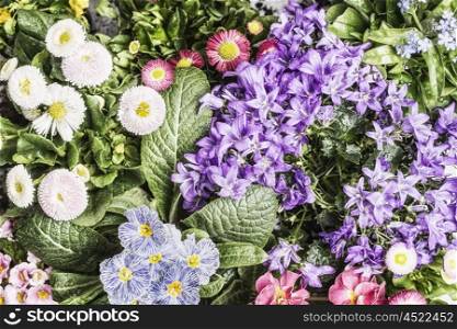 Floral background with various garden flowers , top view
