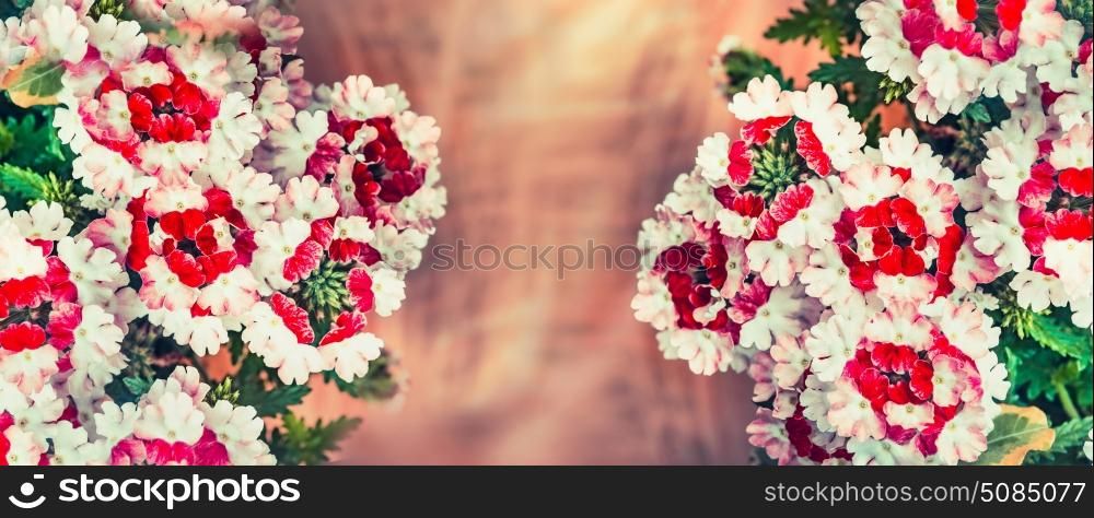 Floral background with verbena flowers, banner