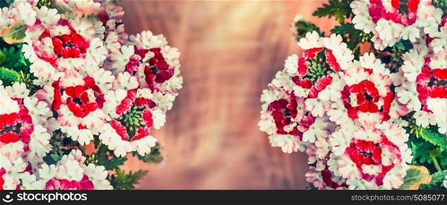 Floral background with verbena flowers, banner
