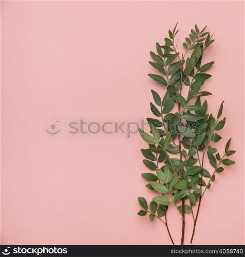 floral background with wildflower leaves