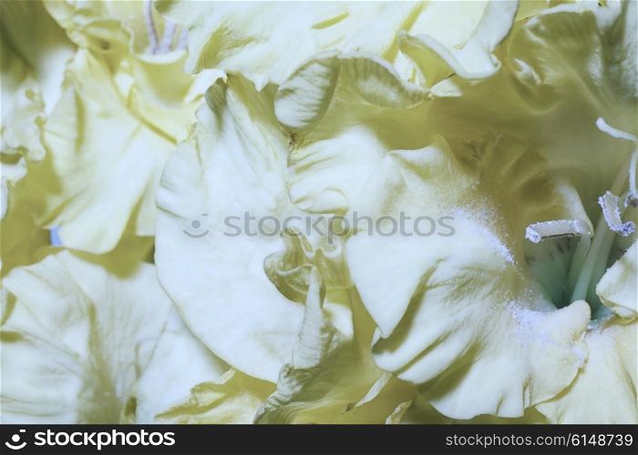 Floral background with yellow gladioluses macro