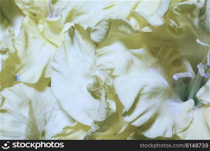 Floral background with yellow gladioluses macro