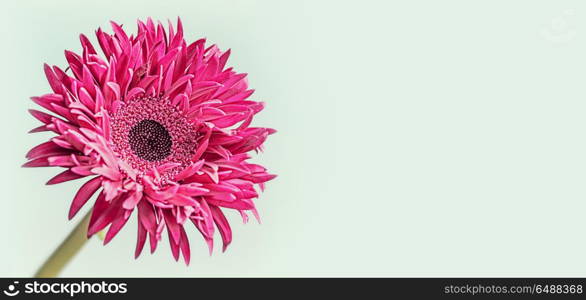 Floral banner background with close up of pink flower: daisy, gerbera or aster