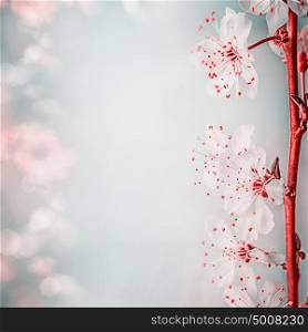 Floral border with beautiful cherry blossom, close up. Springtime nature background, pastel color