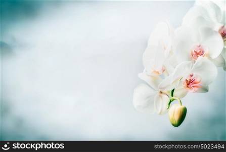 Floral border with Beautiful white orchid flowers at blue background. Nature , spa or wellness concept