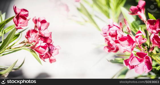 Floral border with lovely red blooming, oleander flowers, banner