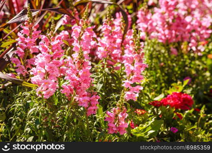 Floral, botany and nature concept. Many colorful pink flowers growing in garden. Colorful pink flowers growing in garden