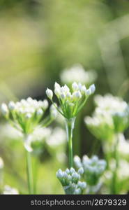 Floral bud of leek