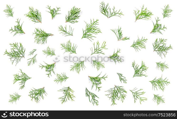 Floral flat lay background. Coniferous branches. Minimalistic concept