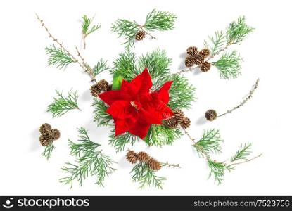 Floral flat lay. Red Christmas flower poinsettia and thuja branches over white background