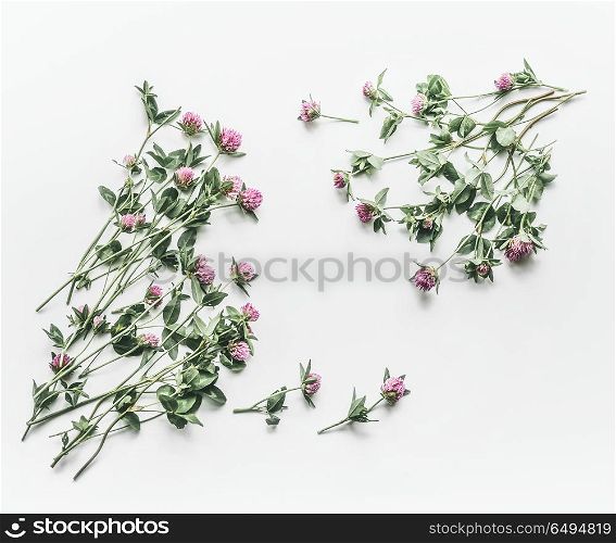 Floral frame made of flowers on white background. Flat lay, top view, copy space. Flowering red clover , Trifolium pratense. Summer concept