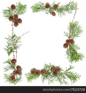Floral frame. Thuja branches with cones on white. Christmas background