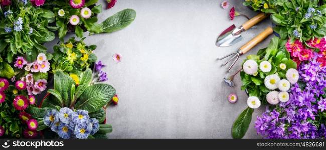 Floral gardening background with variety of colorful garden flowers and gardening tools on concrete background, top view, place for text, banner