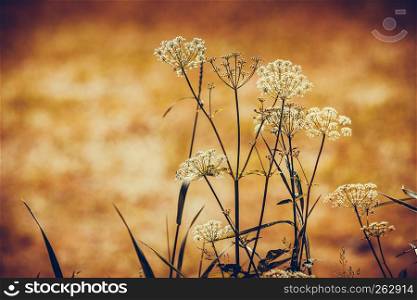 Floral herb, botany nature concept. Wild growing herbs or flowers on meadow field. Wild growing herb or flowers on meadow field