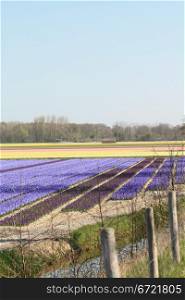 floral industry in the Netherlands: field with hyacints