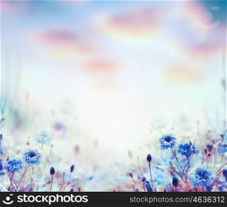 Floral nature background with cornflowers in garden or park