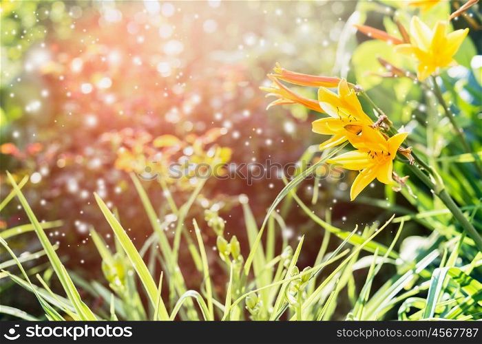 Floral Nature background with yellow flowers, grass and bokeh, outdoo