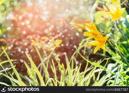 Floral Nature background with yellow flowers, grass and bokeh, outdoo