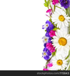 Floral ornament. Chamomile and Violet isolated on white background. Flat lay, top view. Free space for text.