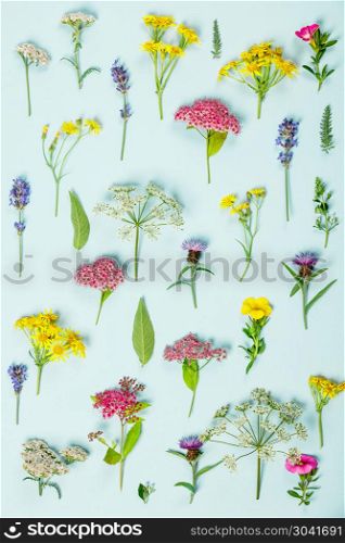 Floral pattern made of wild healing flowers . Floral pattern made of wild healing flowers on blue background