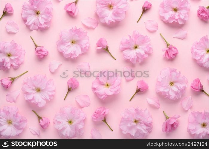 Floral pattern of blooming sakura with flowers buds and petals on pastel pink background top view flat lay.