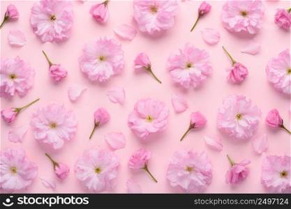 Floral pattern of blooming sakura with flowers buds and petals on pastel pink background top view flat lay.